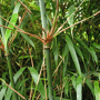 Fargesia 'Rufa'